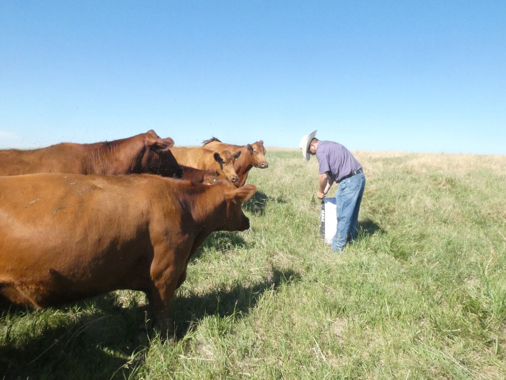 Caking cows
